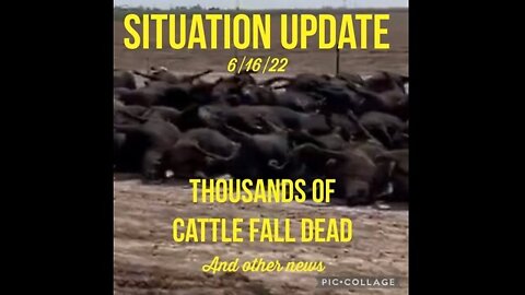 Situation Update 6/16/22: 10,000 Cattle Fall Dead! Intel: Poisoning Suspected In Cattle's Drinking Water!