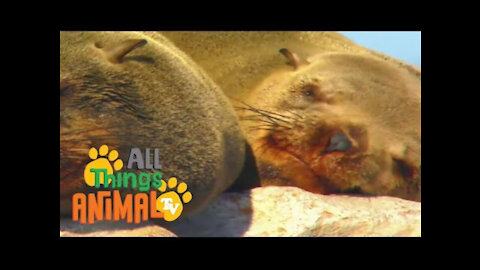* SEAL * | Animals For Kids | All Things Animal TV