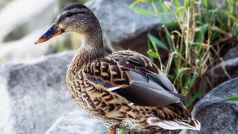"Diving into the World of Ducks: Quacking Tales and Feathered Adventures"🦆🦆🦆🦆🦆🦆🦆