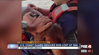 U.S. Coast Guard rescues dog lost at sea
