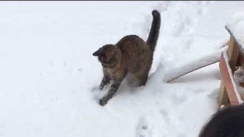 Gato tenta caçar bolas de neve!