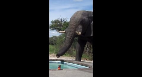 Elephant crashes pool party!