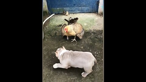 Chicken vs dog fight 😂 - it's so funny