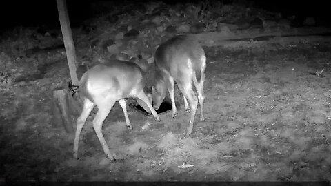 Deer and other critters at the water tote