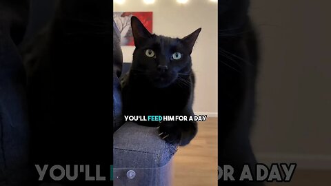 A happy ending😁 #cat #blackcat #leonthecatdad #leontcd #darkhumour #darkhumor #fyp