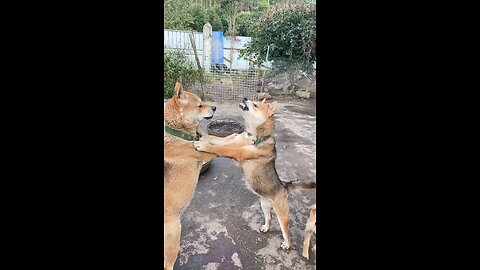 funny dog fighting together 😀😅