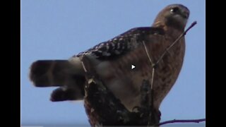 Red Tailed and Red Shoulder Hawks Hunting