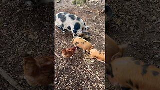 On a Hunt for Eggs! #fresheggs #farmanimals #backyardchickens #homestead #pigs #farmlife #foryou