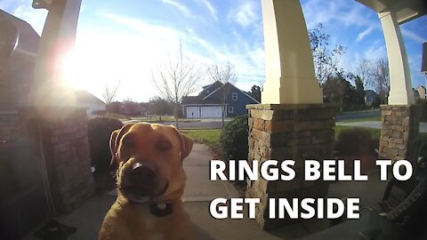 Take a look at how this dog uses a Ring Video Doorbell to re-enter the house.