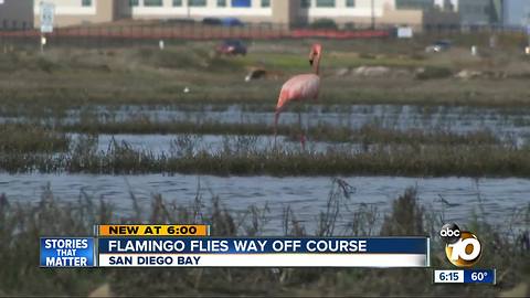 Flamingo spotted in San Diego Bay