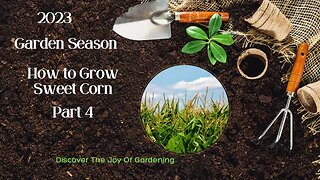 How to Grow Corn Part 4