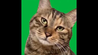 Disappointed Cat Green Screen #shorts #memes #funny #greenscreen #trending #cat