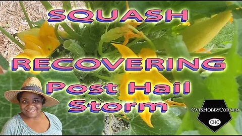 #squash #recovering Post #hailstorm #damage - #catshobbycorner