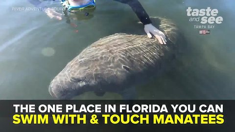Citrus County is the only place in America where you can swim with and touch manatees | Taste and See Tampa Bay
