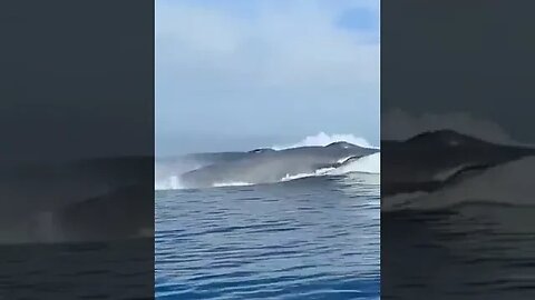Two Blue Whales racing each other in the Gulf of California