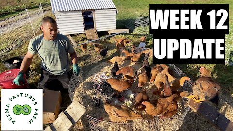 Chicken Tractor On Steroids: Week 12 Update