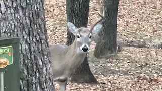 Antlers Suprise! Extra Deer? December 30th