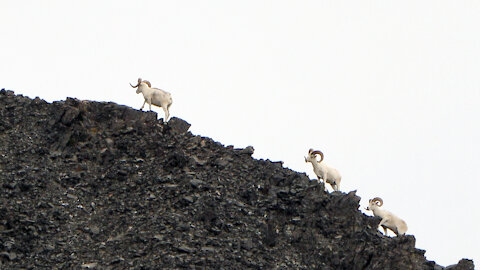 ALASKA DALL SHEEP BACKPACK HUNT part 1 with Tim Burnett