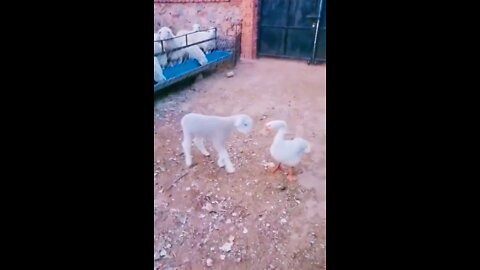 Duck vs Baby goats funny videos #short #shortsvideo