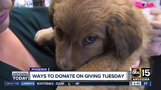 One way to help animals on Giving Tuesday