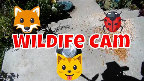 Wildlife And Feral Cat Camera 🌞