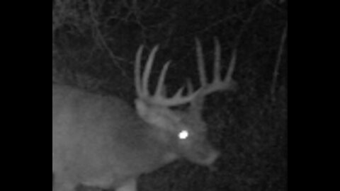 Fred Zepplin 2021, 9/27/21 Big Bucks & Turkey Turf War!