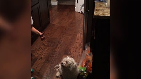 Greedy Pup Won't Share Halloween Candy