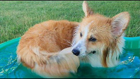 Corgi chasing tail creates cutest whirlpool ever