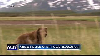 Fish and Game Kills Grizzly Bear