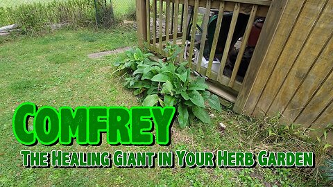 Comfrey: The Healing Giant in Your Herb Garden