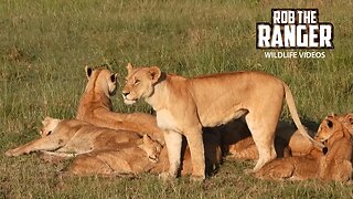 Lion Pride Relaxing In The Grass | Lalashe Maasai Mara Safari