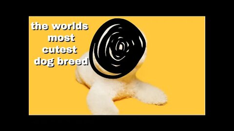 top 5 of the worlds cutest dog breeds(dog)