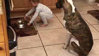 Three-Year-Old Pack Leader Makes Pit Bulls Sit Before Feeding Them