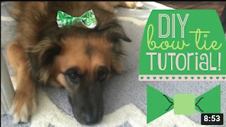 DIY Dog BOW Tie Tutorial