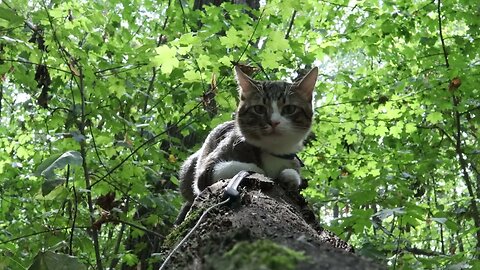 Forest Cat Loves to Climb on Tree Branches