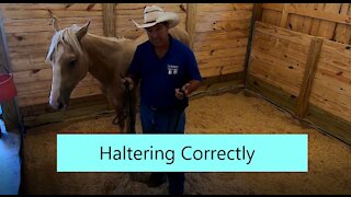 Correctly Haltering Your Horse Makes Him Easy To Catch.
