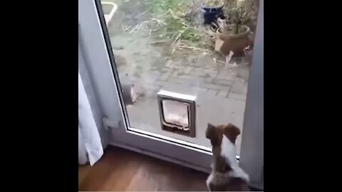 Little Dog vs Cat