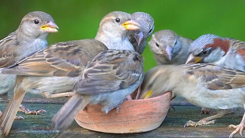 House Sparrow Feeding Gets Out Of Hand