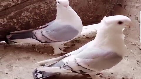 Golden fancy beautiful breeder pair low flying