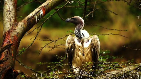 Vulture/One of the Eagle Type/Vultures/Vulture Videos Compilation/4K HD Videos
