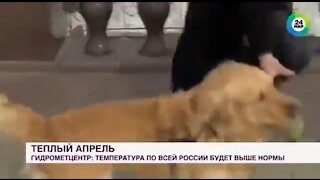 Dog Grabs Reporters Mic Live On TV