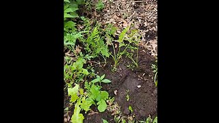 Experiment with Carrots Started In A 2 Liter Bottle