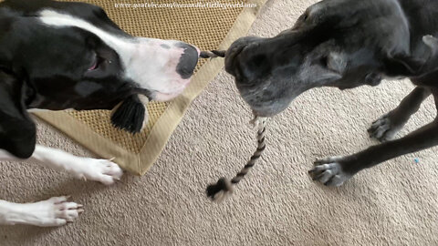 Funny Great Danes Play Rope Toy Tug Twister Game