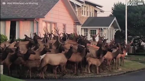 Manada de alces invadem quintal em Oregon, EUA