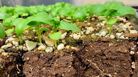 The BEST Way to Start Seedlings | How to make Soil Blocks