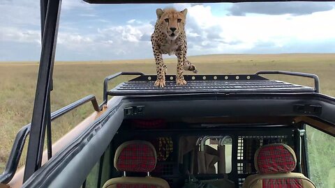Tourists had a close call when a cheetah climbed onto their open-top jeep