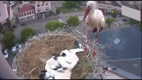 KILLER WHITE STORK THE MOST EVIL ANIMAL ON EARTH-2