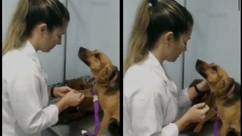 Doggy won't take her eyes off this beautiful veterinarian