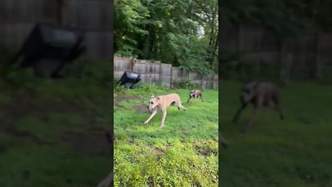 Galloping Great Danes??🤣😂 #shortsvideo #dog #puppy #happydog #love #funny #like #viral #garden