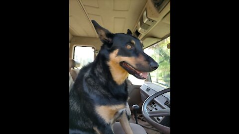 Australian Kelpie (proper sheep dog food)